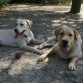 Descansando un ratito en el parque, despues de jugar muuucho con la pelota